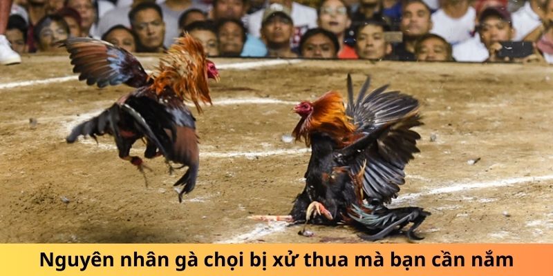 Nguyên nhân gà chọi bị xử thua mà bạn cần nắm