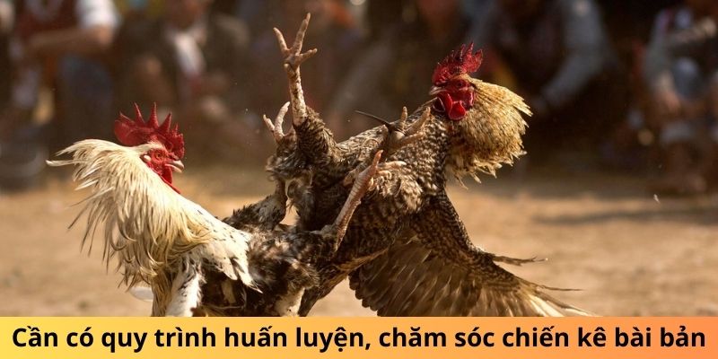 Cần có quy trình huấn luyện, chăm sóc chiến kê bài bản