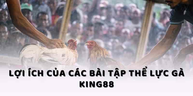 Lợi ích của các bài tập thể lực gà KING88