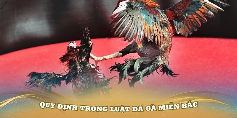 Những quy định trong luật đá gà miền Bắc cụ thể